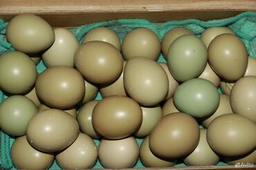 Птицы: Продаю инкубационное яйцо румынских фазанов. Цена 80 сомов за штуку