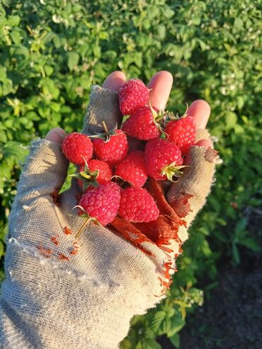 Meyvə və giləmeyvə: Məhsul: Təzə moruq (bağdan yığılmış) Təsvir: - Şirin, ətirli və — 8