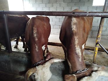 Коровы, быки: Продаю | Корова (самка) | Герефорд — 26