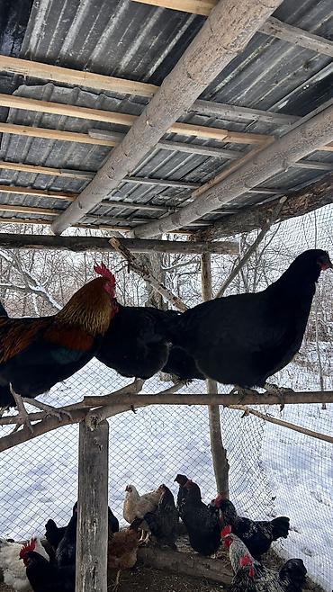 Куры, петухи: Продаю | Петух | Для разведения — 5