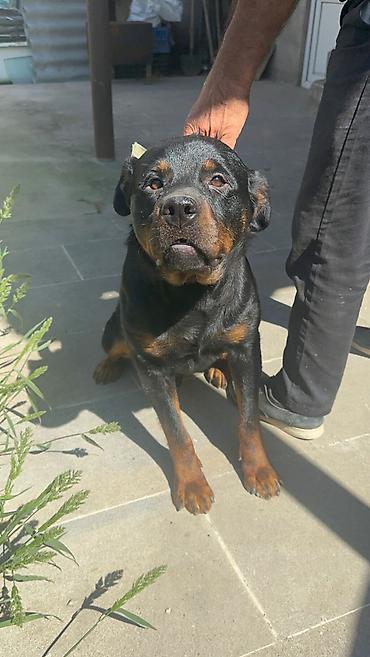 İtlər: Rotveyler, 1 il, Erkək, Peyvəndli — 1