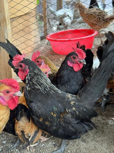 мышык талас: 🐣Продаю декоративные карликовые породы кур и петухов! Отличные