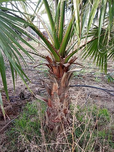 dekorativ bitkiler adlari: Dekorativ bağ bitkiləri – müxtəlif növlər - Fotiniya (Photinia) — 7