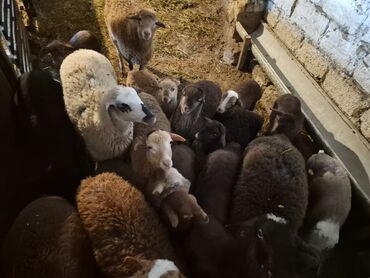 Qoyunlar, qoçlar: 15 balalı qoyun satlırr iri quzularla qiymət razılaşma yolu iləə — 7