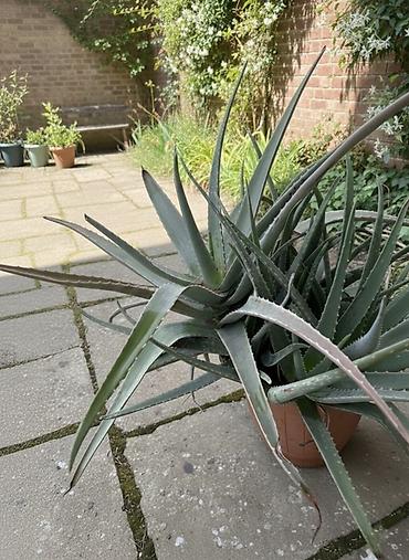 алоэ пайдасы: Aloe vera – iri ölçülü, bərk və ətli yarpaqlı dekorativ bitki — 1