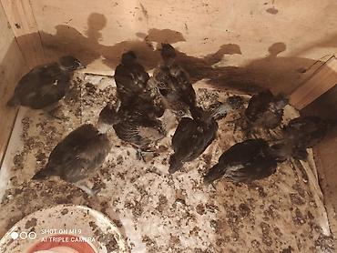 etlik cuceler: Məhsul: Cins toyuq cücələri Şekildeki toyuqların cüceleri satılır — 5