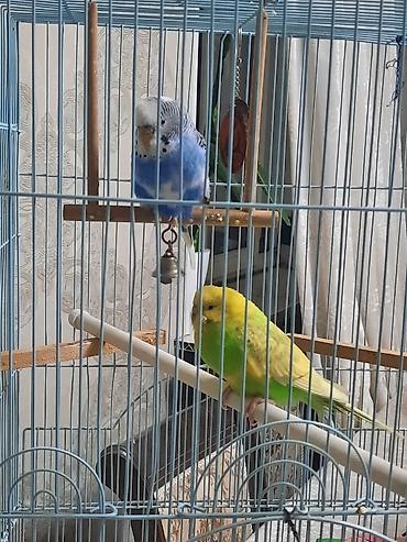 Птицы: Продаю или меняю. Волнистые попугаи с клеткой — 1