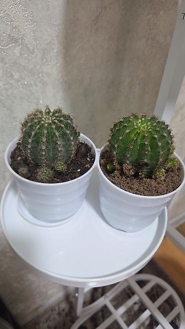 Кактусы: Эхинопсисы в горшках - Род: Echinopsis (кактусы-шаровидной формы с — 7