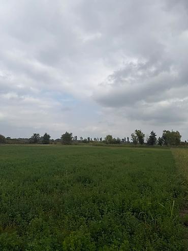 Torpaq sahələrinin satışı: 114 sot, Kənd təsərrüfatı, Kupça (Çıxarış), Bələdiyyə — 5
