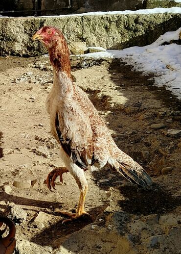 Xoruzlar: Təsvir:salam.hər heyvanın öz qiyməti var hamsını götüren olsa biraz — 10