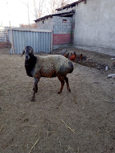 Бараны, овцы: Продаю | Баран (самец) | Гиссарская | Для разведения | Племенные — 10