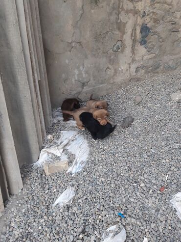 İtlər: Zvanok cinsi balalar satışda. - Şirin, aktiv və sosial balalar – qara — 2