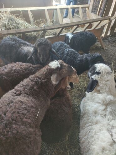 Бараны, овцы: Продаю барашек 6500 город токмок