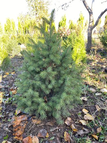 Декоративные деревья: Саженцы деревьев: Туи, Платная доставка — 3