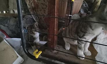 нужные вещи: Кто любит животных и кому не безразлично судьба кошек, прошу помочь — 3