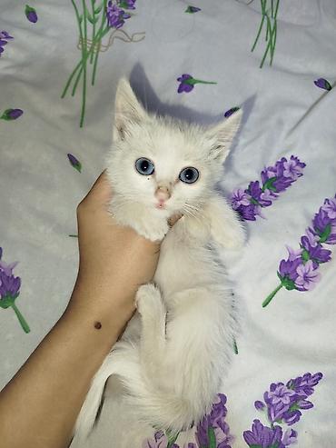белые котята: Отдам в хорошие руки Котята, домашние. На фото: -Белый котёнок с — 1