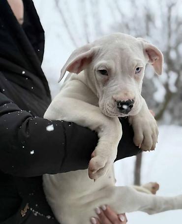 Psi: Na prodaju ZDRAVA ženka dogo argentino, stara 2.5 meseca, redovno — 3
