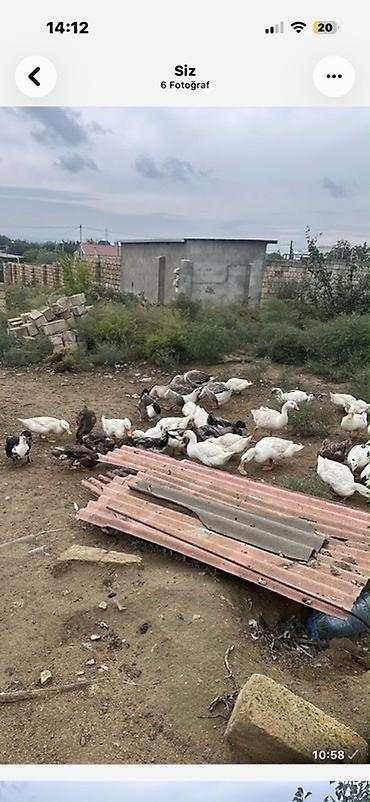 qus yarim tip: Məhsul: Qaz və ördək sürüsü Təsvir: - Ev şəraitində saxlanılan iri — 5