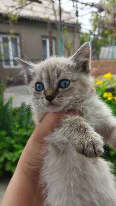ориентал кошка: Отдадим в добрые руки маленького очаровательного котенка!🤗 Ласковый