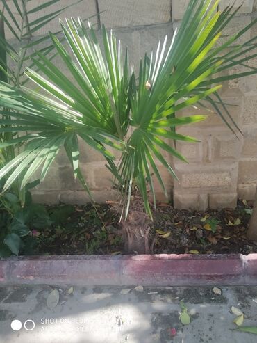 otaq bitkiləri: Satlir balaca palma endirim olacaq