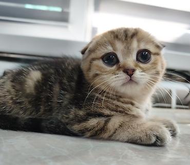 Продажа кошек: Скотиш Фолд (Шотландская вислоухая), 2 месяца, Девочка — 9