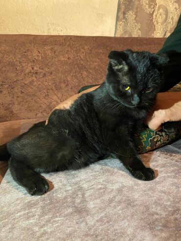 срочно продаю в связи с переездом: Скотиш Фолд (Шотландская вислоухая), 7 месяцев, Девочка, Черный