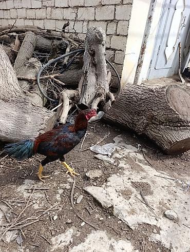 cücə və xoruz təmsil: Məhsul: Ev şəraitində bəslənən döyüş tipli xoruzlar və toyuqlar — 3