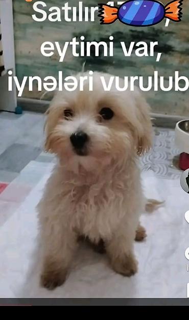 qaz heyvan: Satılır, cinsi maltipo f1,böyümür, iynələri vurulub, təmiz paroda — 1