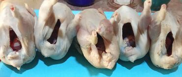 купить мясо бройлеров: Перепел :, До 1 кг, Самовывоз, Платная доставка