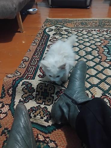 Кошка даром: Беспородная, Мальчик, Приучена к лотку at lalafo.kg Кошка даром: Беспородная, Мальчик, Приучена к лотку