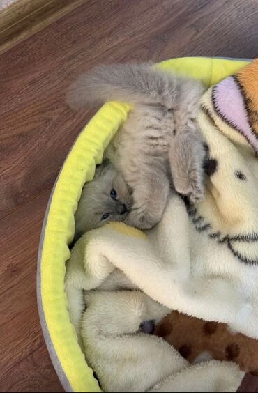 Pişiklər: Şinşilla, Erkək, Cütləşmə üçün — 6