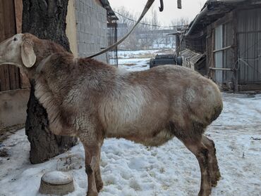 Кочкорлор, койлор: Сатам | Ургаачы кой (ургаачы), Козу, Кочкор (эркек) | Арашан, Романовская, Гиссар | Көбөйтүү үчүн | Жасалма жол менен боозутуу