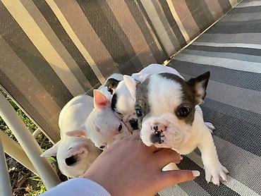 Psi: 🔥 TOP FRANCUSKI BULDOG ŠTENCI 🔥 Na prodaju vrhunski štenci francuskog — 12