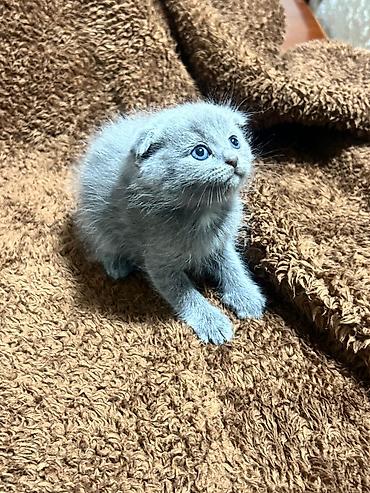 Pişiklər: Britan — 11