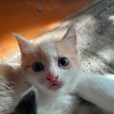 дом кролика: Рыжебелый котёнок с крупными выразительными глазами. Окрас: белая