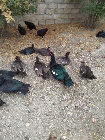 Ördəklər: Amerkan zumrudu lal ordeklerin 5 Ayliq ve 4 Ayliq balalari satilir — 5