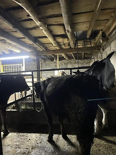 Коровы, быки: Продаю | Корова (самка) | Для молока | Привязанные at lalafo.kg — 17 Коровы, быки: Продаю | Корова (самка) | Для молока | Привязанные — 17