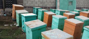 продажа пчел в кыргызстане: Продаю комплект двух корпусной дадан с пчелами.40шт улики сост