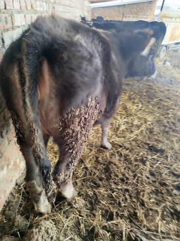 Коровы, быки: Продаю | Тёлка | Голштин, Швицкая | Для молока — 7
