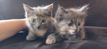 Отдам даром кошку: Кошка даром: Ангорская, 2 месяца, Девочка, Приучена к лотку