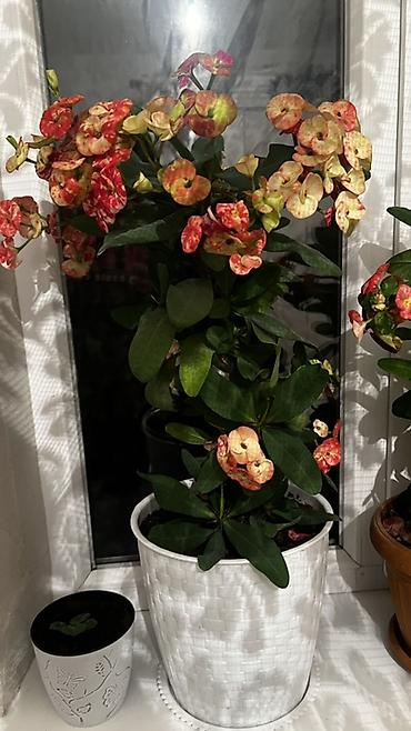 цветы комнатне: Молочай Милла (Euphorbia milii), комнатный цветок в горшке. - Богатое — 2