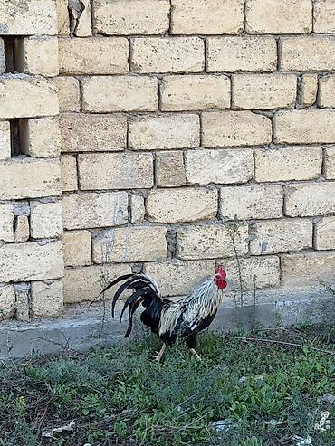 jako tutuquşunun digər adı: Salam gördüyünüz xoruz satılır yada barter olunur özü kimi xoruzla — 2