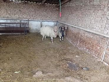 Баран, овца: Продаю | Баран (самец) | На забой — 3