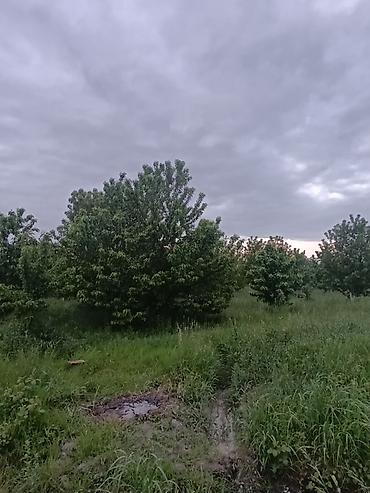 quba 5 sotlar: 35 sot, Kənd təsərrüfatı, Maklerlər narahat etməsin, Kupça (Çıxarış) — 1