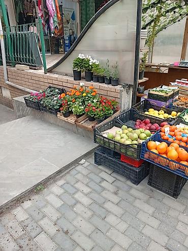 Çöl bitkiləri: Hazır biznes kimi satılır 500 manat aylıq icare haqqı 400 manat ünvan — 6
