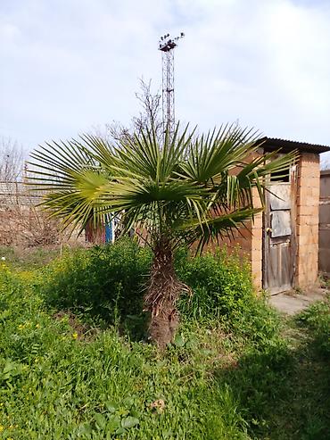 col bitkiləri: Xurma xurması (Trachycarpus fortunei) palma ağacı - Dekorativ — 1