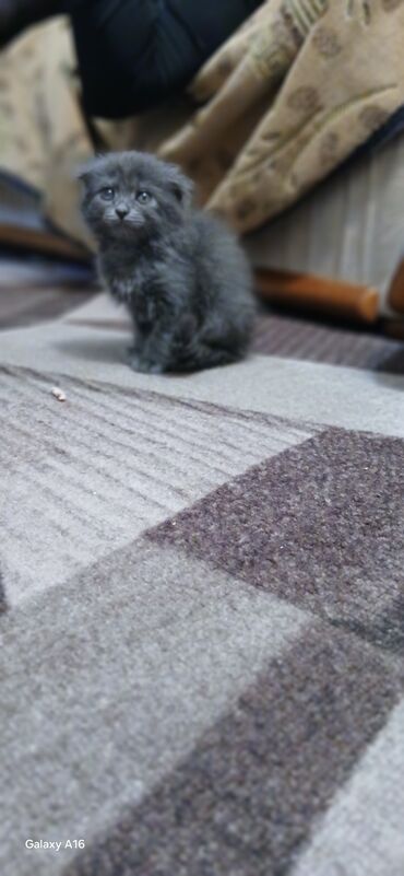сколько стоит лабрадор ретривер щенок: Продается шотландка за 1500 Пушистый котёнок Компактный