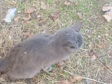 pişik sahiblendirme: Boz rəngli ev pişiyi çölde gezdirdiyim pişikdir evden qaçmaz cinsi