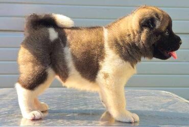 Psi: Američka Akita, štenci Odgajivacnica TOP WINNER PUPPY sa ponosom — 6