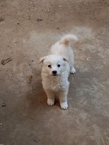 отдам котят в добрые руки: Звонок, 2 месяца, Самка at lalafo.az отдам котят в добрые руки: Звонок, 2 месяца, Самка